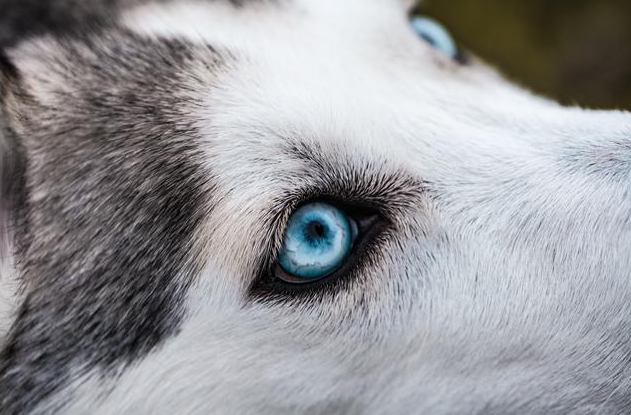 英国训练狗检测新冠病毒靠谱吗？官方：已诊断出疟疾和部分癌症 
