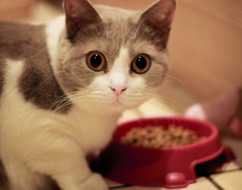 猫咪拉稀可以吃巅峰吗，猫拉稀喂巅峰猫粮 