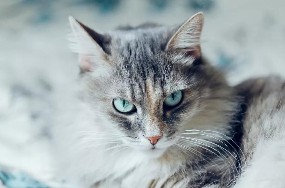 西伯利亚猫：猫的品种简介