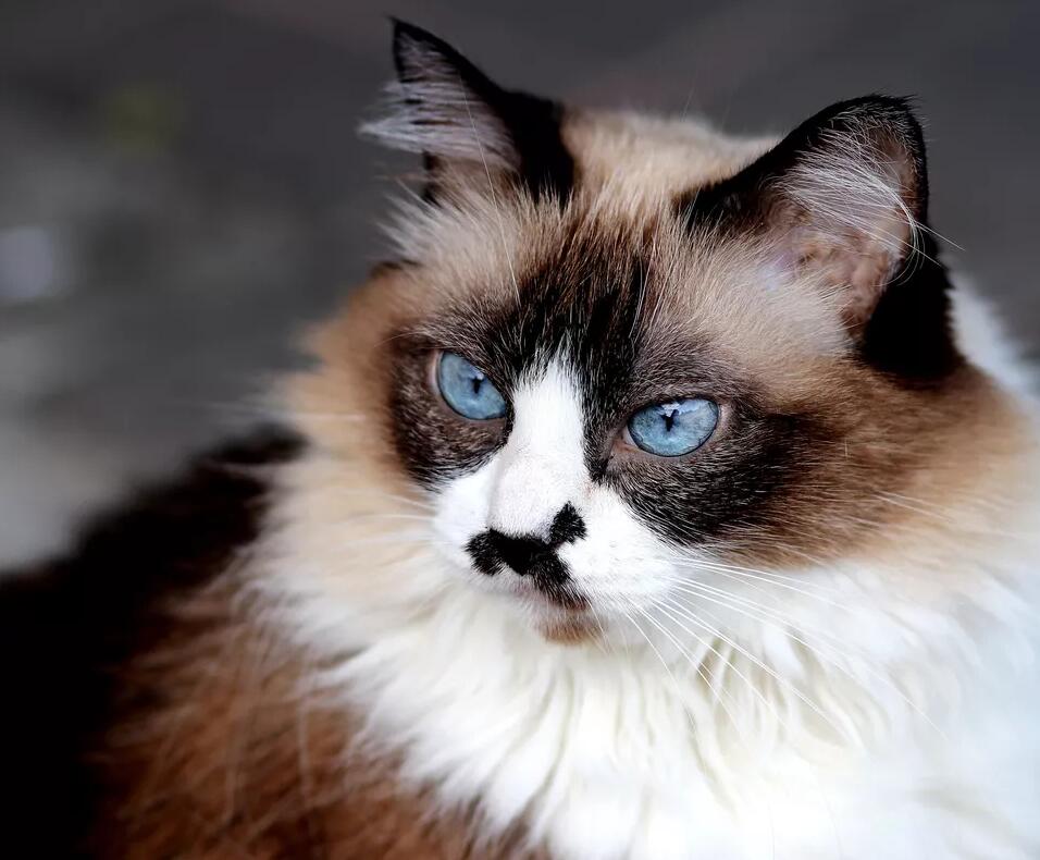 喜马拉雅猫：猫品种简介