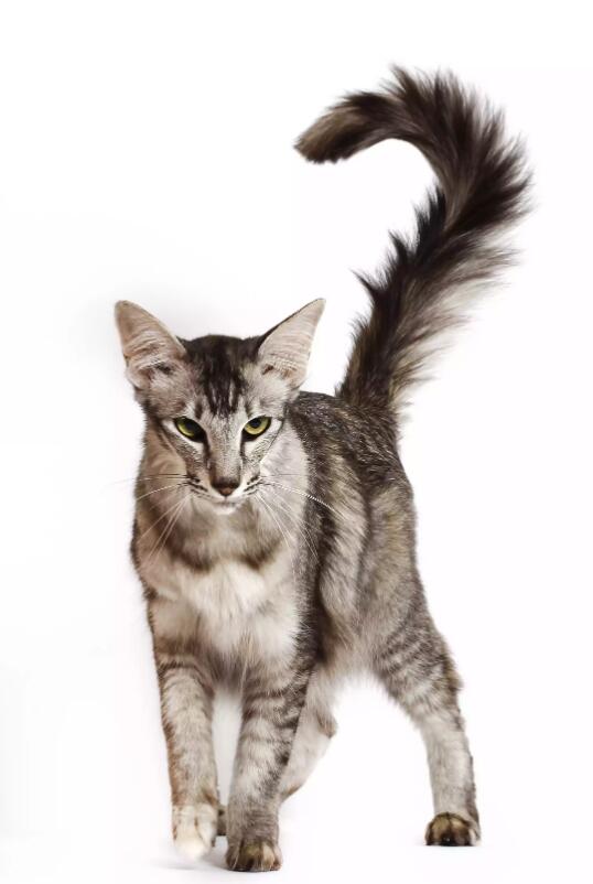 长尾猫品种图片