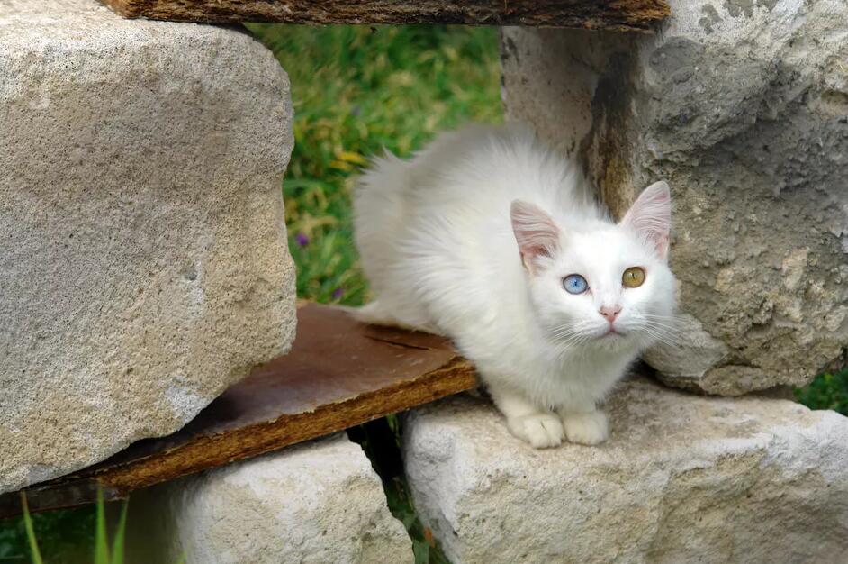 土耳其梵猫：猫的品种简介