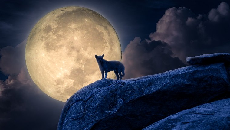 为什么狗对着月亮嚎叫？
