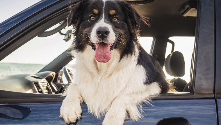 为什么狗喜欢坐车开着车窗？