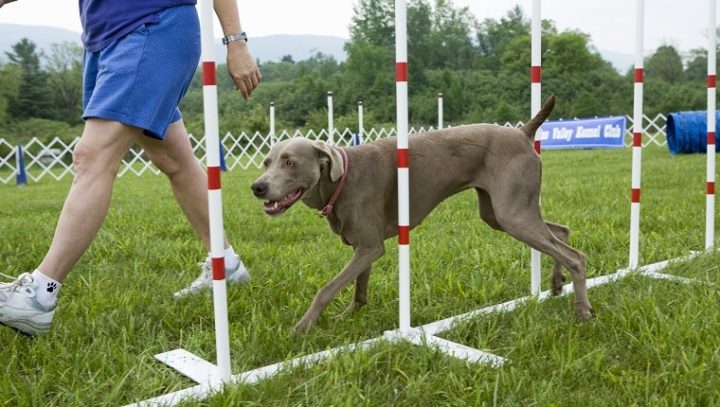 7种最流行的狗训练方法