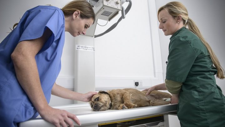 狗的骨癌：症状、病因和治疗