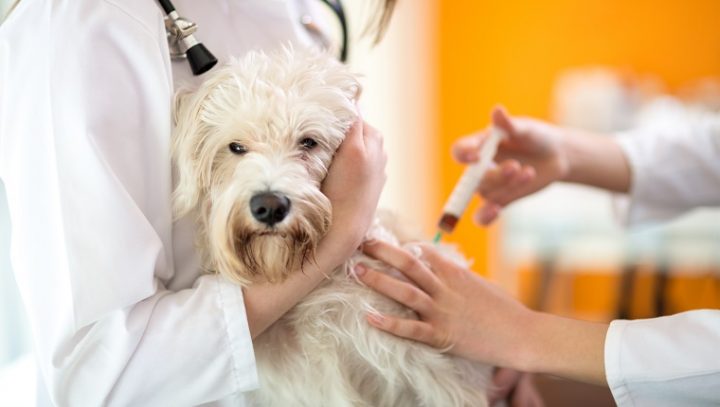 狗的临床试验可帮助人类找到治愈癌症的方法