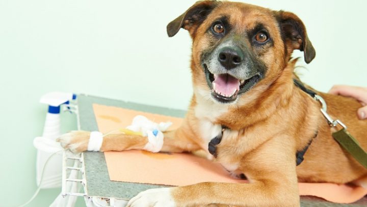 dog-canine-cancer-treatment2-720x407.jpg