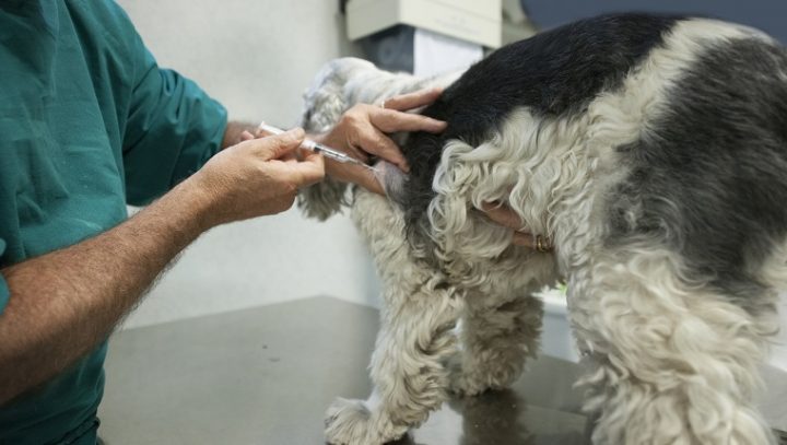 狗的基底细胞癌：症状，原因与治疗