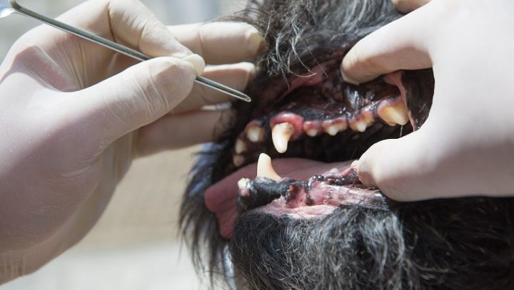 periodontal-disease-dogs-2-720x407.jpg