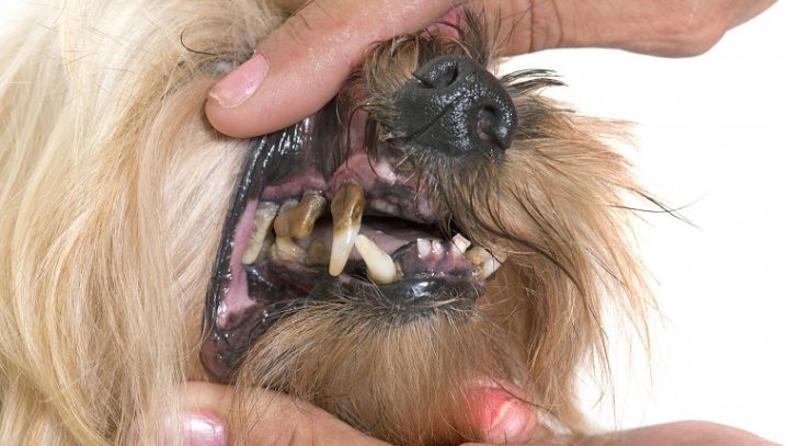 狗的牙周疾病：症状，原因和治疗