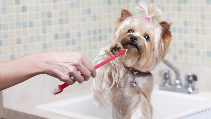 yorkshire-terrier-teeth-brush-720x407.jpg