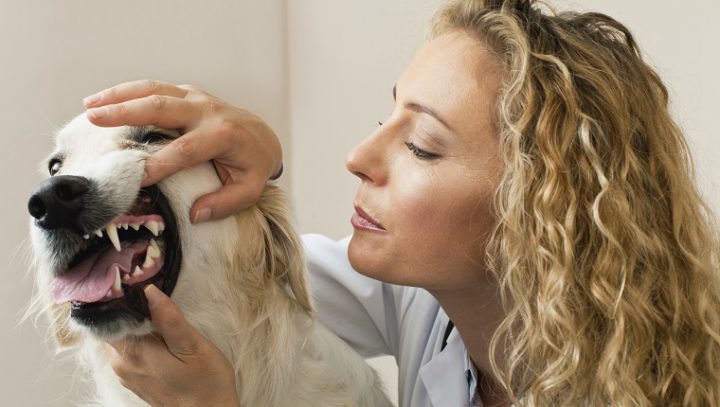 适当的牙齿护理可以帮助你的狗活得更久、更健康