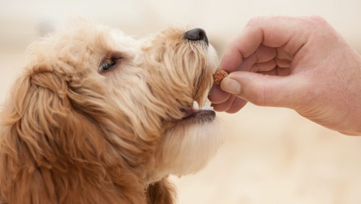 dog-eating-treat-720x407.jpg