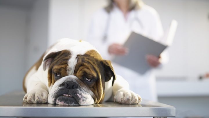 狗中的白血病：症状，原因和治疗
