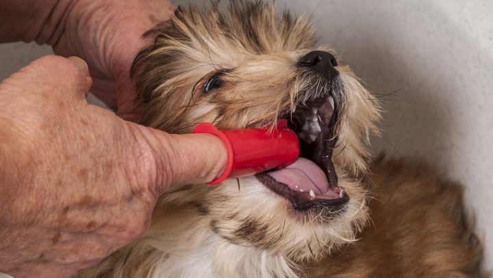 dog-finger-toothbrush-720x407.jpg
