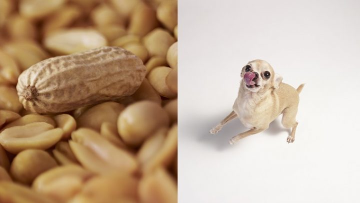 can-dogs-eat-peanuts-2-720x407.jpg