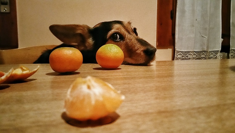 狗能吃桔子吗?