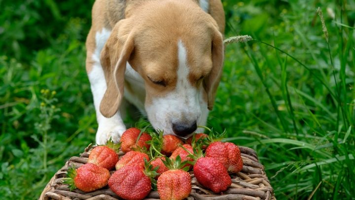can-dogs-eat-strawberries-4-720x407.jpg