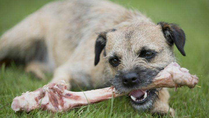 bones-safe-for-dogs-7-720x407.jpg