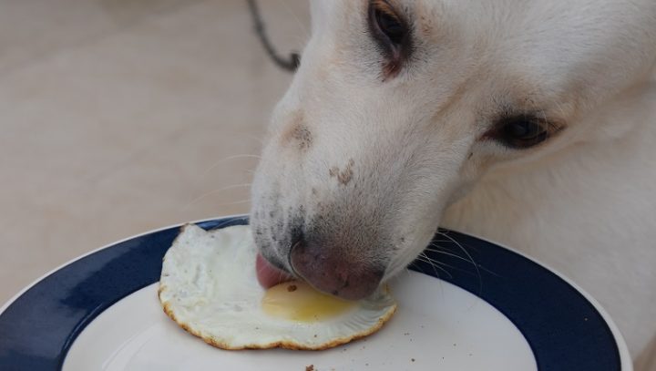 can-dogs-eat-eggs-3-720x407.jpg