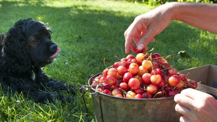狗能吃樱桃吗？