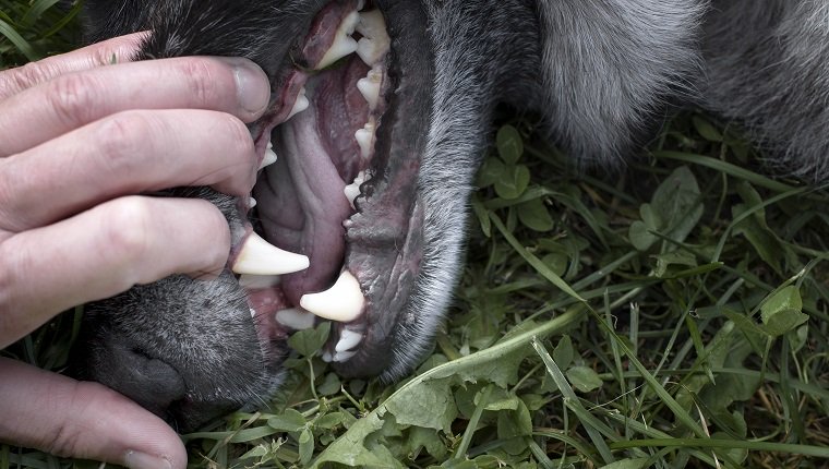 clean-senior-dog-teeth-4.jpg