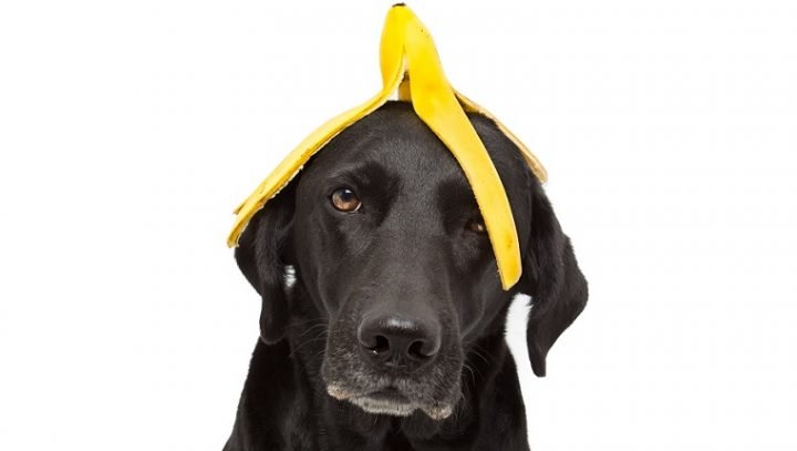 can-dogs-eat-bananas-2-720x407.jpg