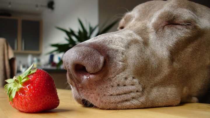 狗能吃草莓吗？