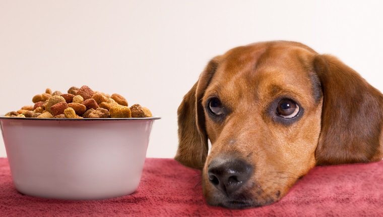 你的狗对食物过敏，还是厌食？