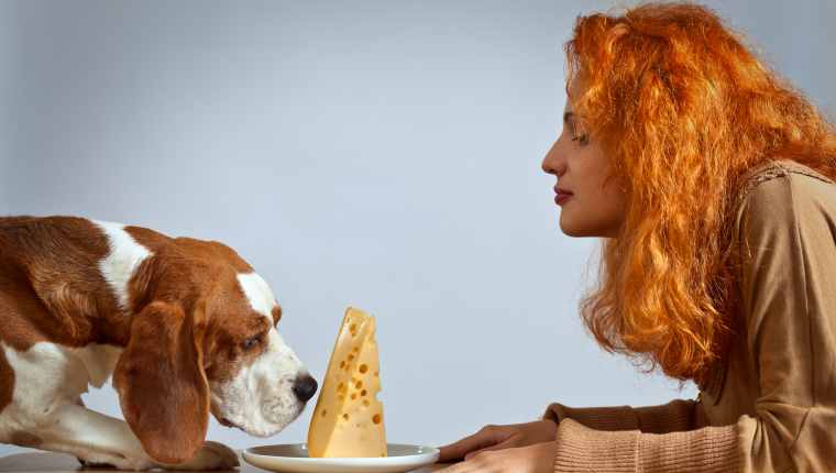 狗能吃奶酪吗？