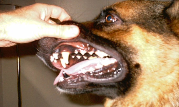how-to-brush-dogs-teeth.jpg