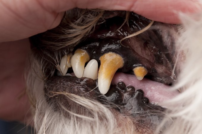 dog-pet-dental-month-february.jpg