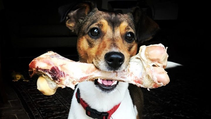 bones-safe-for-dogs-8-720x407.jpg