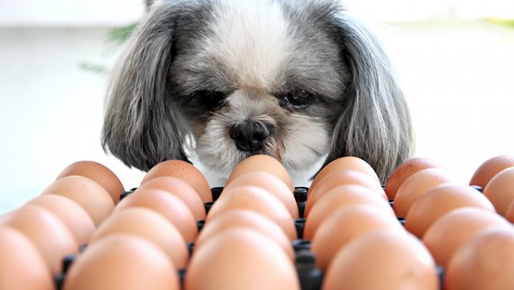 狗能吃鸡蛋吗？