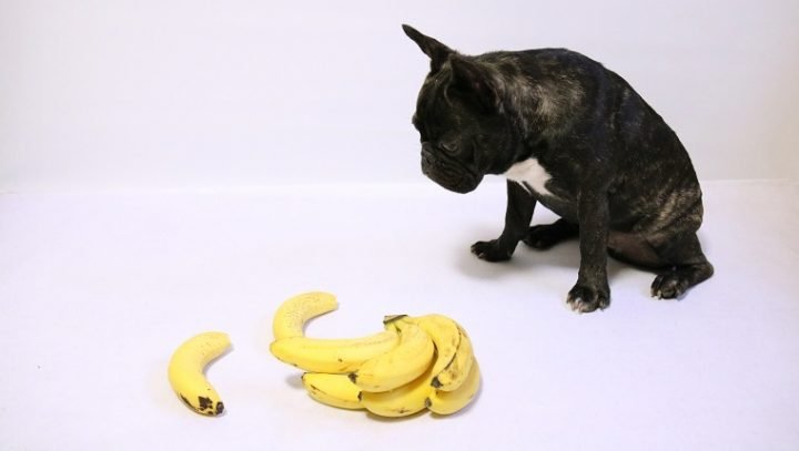 can-dogs-eat-bananas-3-720x407.jpg