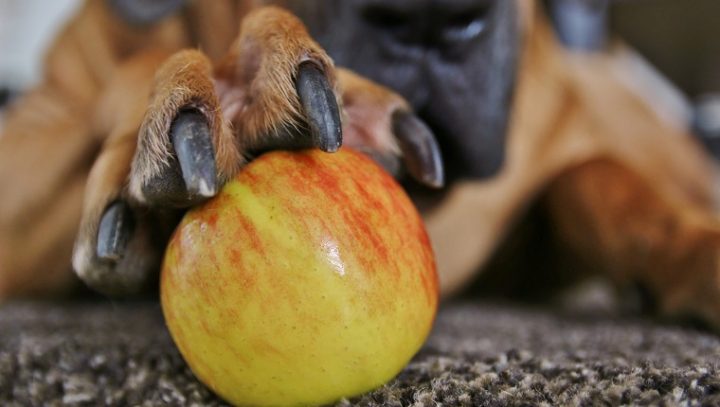 can-dogs-eat-apples-2-720x407.jpg