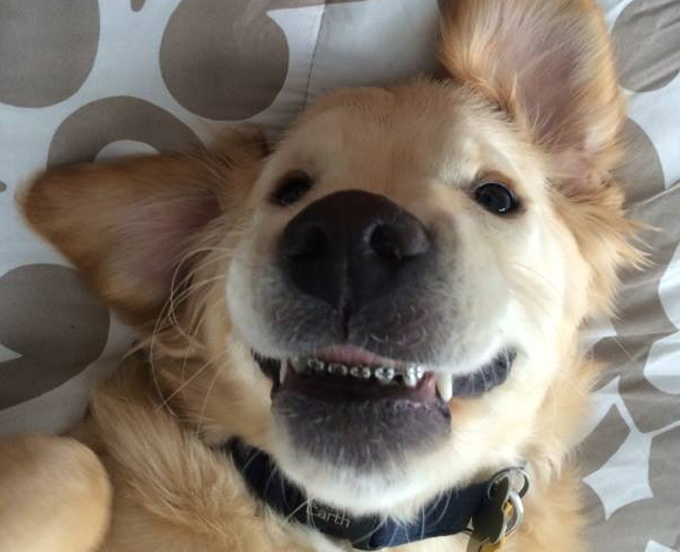dog-with-braces.png