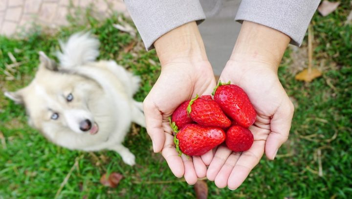 can-dogs-eat-strawberries-3-720x407.jpg
