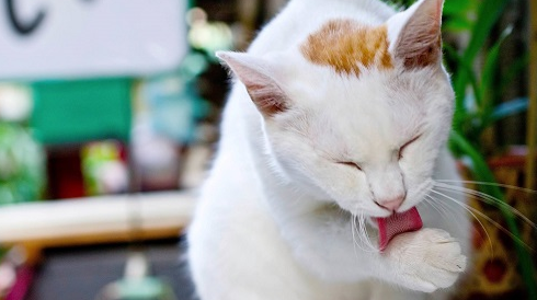 猫口炎能随便吃硬猫粮吗 