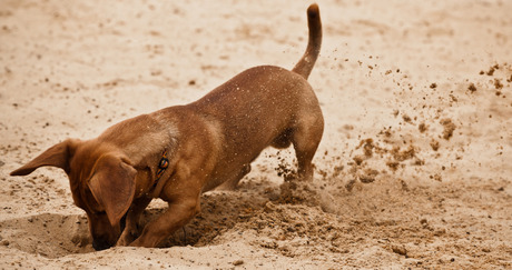 什么品种的狗最喜欢挖洞?