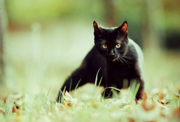黑猫很灵异吗