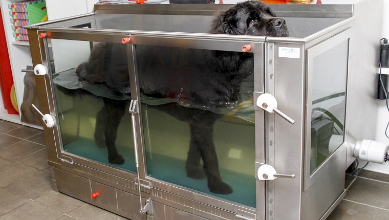 hydrotherapy-for-dogs-1.jpg