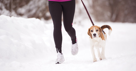file_20719_column_how-to-walk-dog-in-snow.jpg