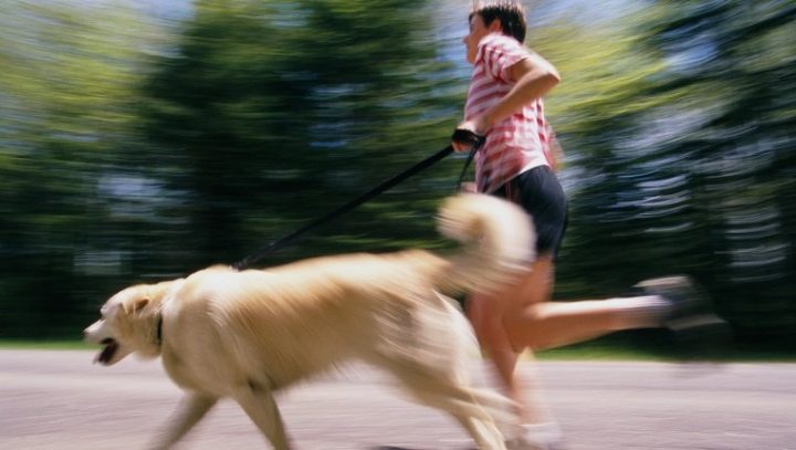 jog-run-dog-safe-11-720x407.jpg