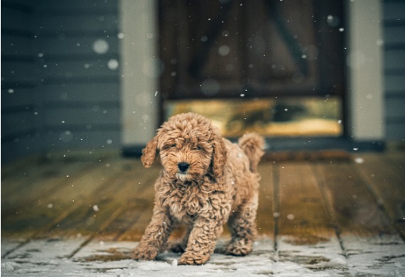 Puppy-on-porch-watching-snow.jpg