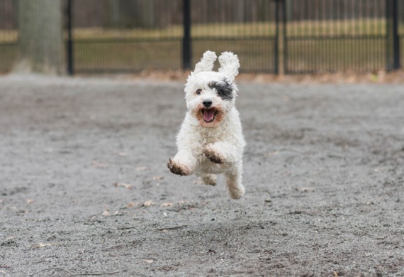 fluffy-little-dog-running-in-dog-park.jpg