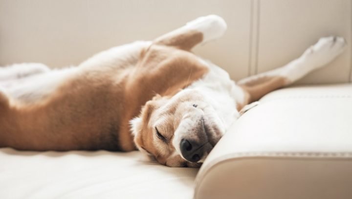 dog-sleep-habits-4-720x407.jpg