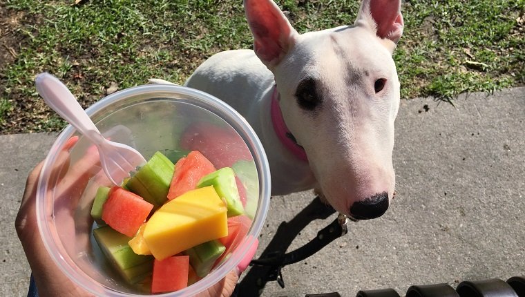 can-dogs-eat-cantaloupe.jpg