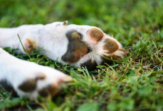 closeup-of-paws-in-grass.jpg